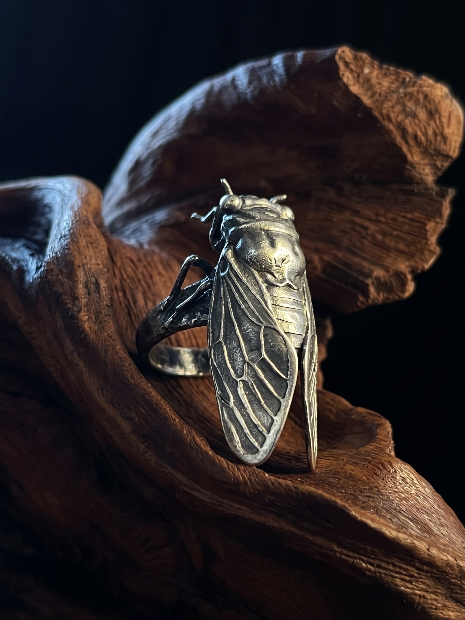 Cigarra