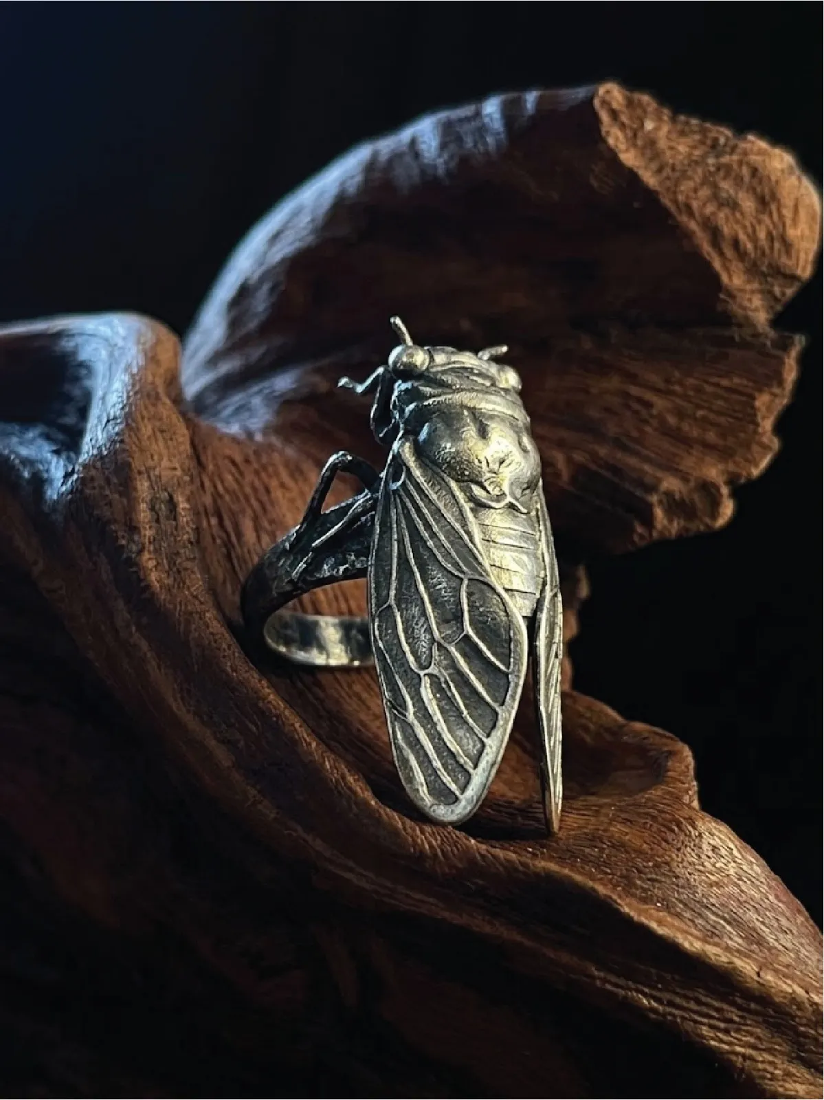 Cigarra